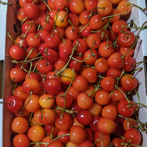 さくらんぼ紅秀峰訳あり