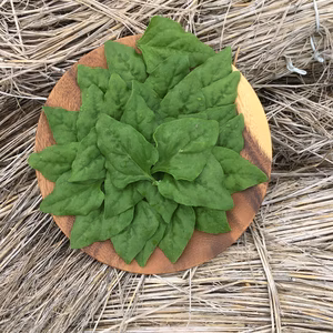 名前が覚えられない…ニュージーランドスピナッチと申します。