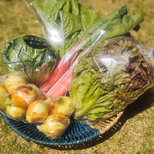 無農薬、無化学肥料【お結び旬のやさいセット定期便】