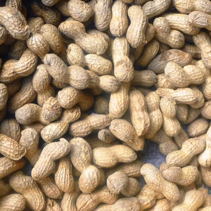 今です！掘りたて　生落花生！1ｋ～農薬/化学肥料・不使用