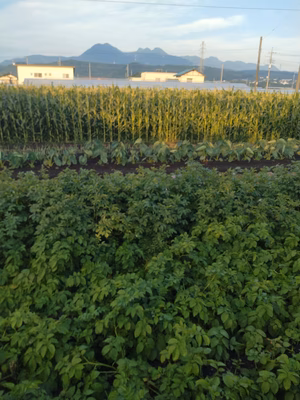 みんなの投稿の画像