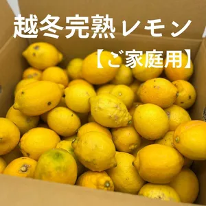 家庭用 越冬完熟レモン 瀬戸内産レモン S～2Lサイズ 【2㎏・5㎏・10㎏】