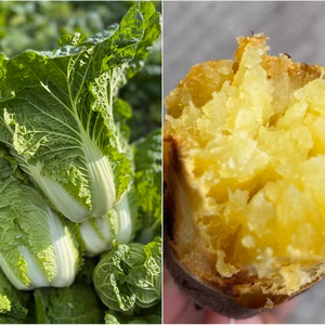 「ミニ白菜とべにはるかセット」霜降り白菜とあまいお芋。兵庫県但馬産。