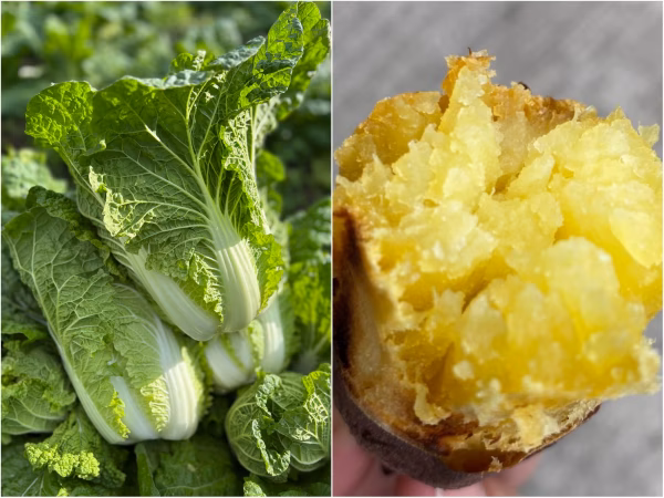 「ミニ白菜とべにはるかセット」霜降り白菜とあまいお芋。兵庫県但馬産。