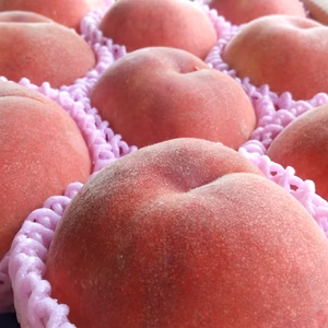 　☆夏の人気者☆【福島の桃】贈答用2～5キロ箱　8月～発送開始