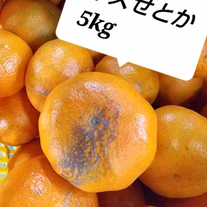 B級品 傷せとか 残りわずか 5kg箱