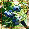 【養液栽培】甘くて大きなブルーベリー！（7月以降発送）