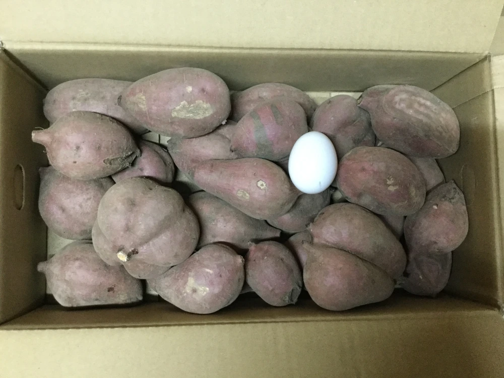 【本場種子島産】完熟！安納芋紅訳アリ品（SMLサイズ混合）【K-GAP取得】