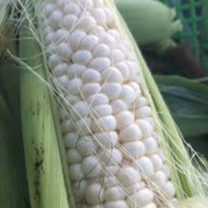 魅惑の白トウモロコシ！！生でも旨い！甘いぞ原村のとうもろこし！！