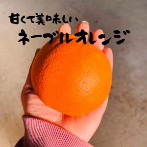 和歌山県産 訳アリ ネーブルオレンジ《ご家庭用》2kg~