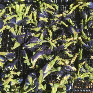 バターナッツ　1.5㎏(2本)とバタフライピー15g　