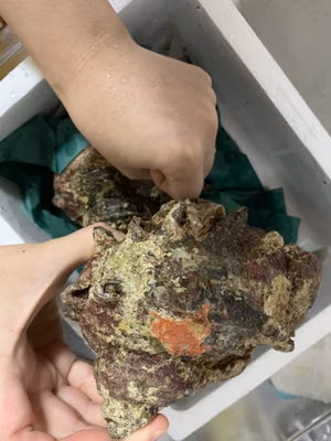 みんなの投稿の画像