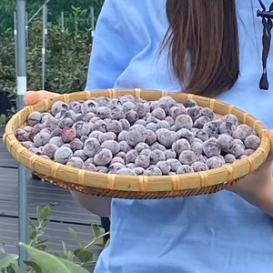 【小中粒】冷凍ブルーベリー1㎏～2㎏★完熟の美味しさ凝縮★そのまま生食用