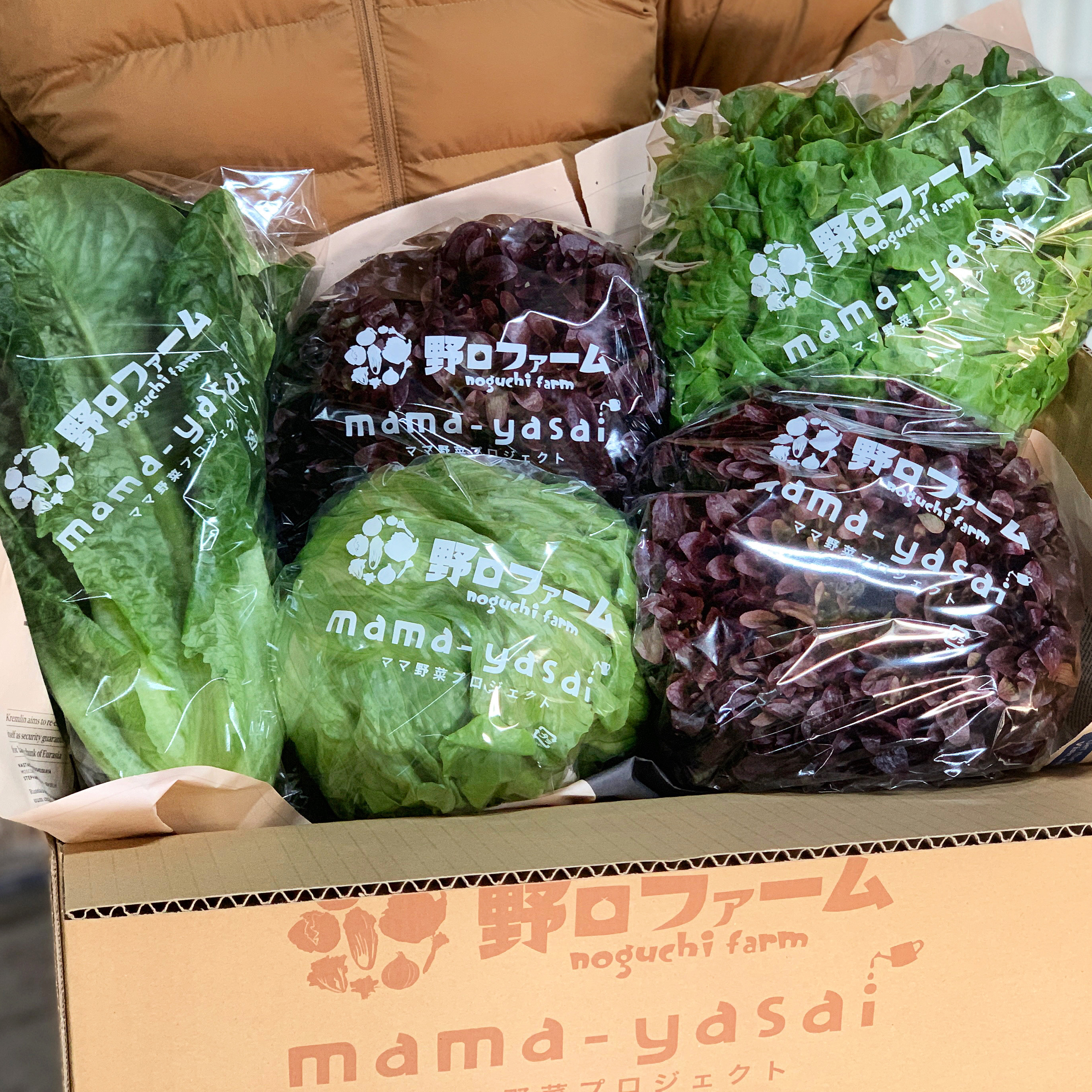 子どもたちがパクパク食べちゃう⭕おかわりレタスセット❗ おかわりレタス3玉セット