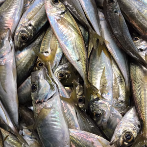 美保湾の小アジ