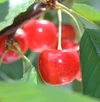 さくらんぼ 紅秀峰　(200g~) 7月上旬から発送予定