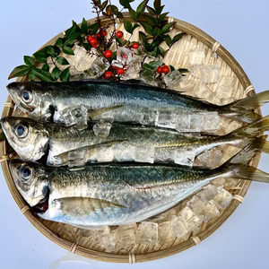 【本日発送】送料無料！脂ののった宮崎県産アジ（1.0kg）　
