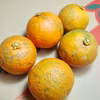 【農薬不使用】無農薬ダイダイ、橙、だいだいポン酢などの加工用