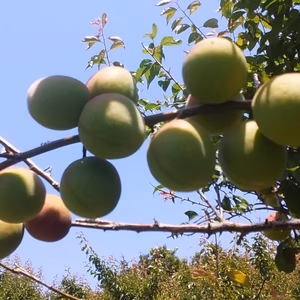 【今が旬】南高梅「なんこうばい」Lサイズ(4kg)和歌山産