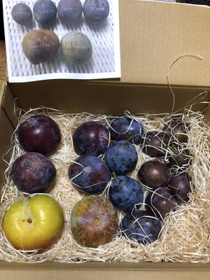 みんなの投稿の画像