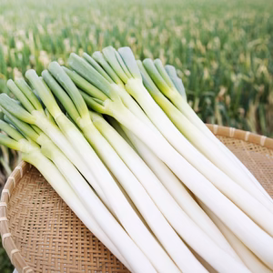 カマシチねぎ屋 旬の甘ねぎ