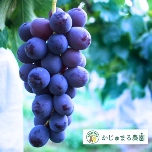 かじゅまる農園の巨峰2.0キロ　あま～くて優しい味わい！
