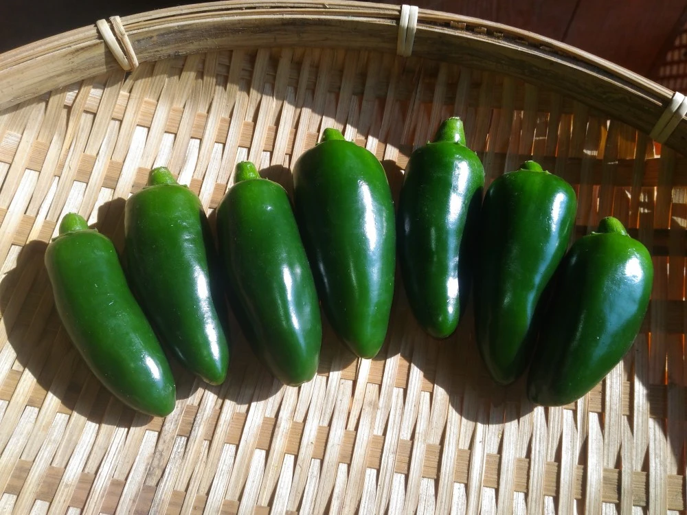 初秋のスタミナ果菜セット