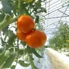化学肥料・農薬完全不使用　まるごと冷凍トマト2.5kg　安心安全　青森産