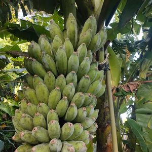 ムッチリバナナ(アップルバナナ)2kg