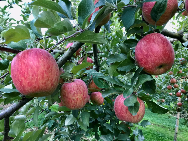福島の美味しい林檎　【サンふじ】　訳あり家庭用りんご　