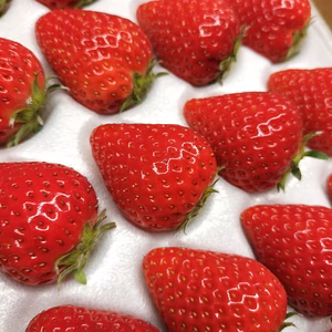 完熟よつぼし☆40粒入り（2トレイ）