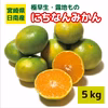 実りの秋到来！宮崎県産・極早生「にちなんみかん」