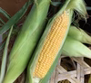 1番美味しいタイミングで出荷【黄色とうもろこし】6/15以降出荷予定！