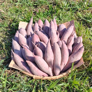 自然栽培さつま芋「べにはるか」（規格外品含む・小～中サイズ）