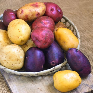 ユニーク品種★秋じゃがいも9種食べ比べセット！