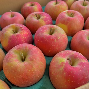 【訳あり】青森県産りんご 葉取らずふじ10kg/5kg