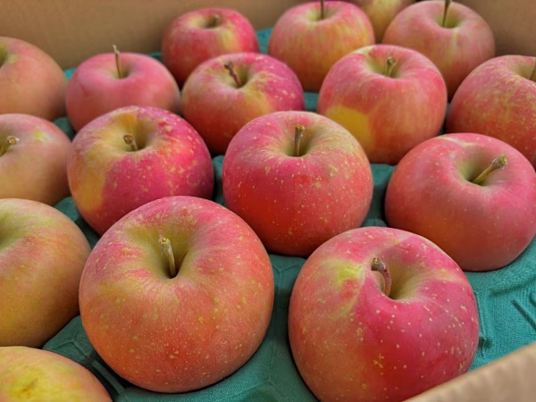 【訳あり】青森県産りんご 葉取らずふじ10kg/5kg