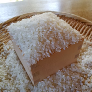 令和6年度産＊豊コシヒカリ＊坂本農園