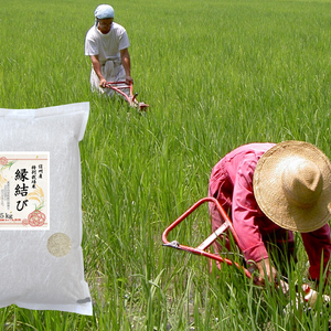 《白米》信州産 特別栽培米『縁結び』大粒の品種です！令和5年産