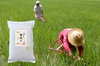《白米》信州産 特別栽培米『縁結び』大粒の品種です！令和4年産