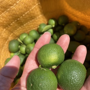爽やかすだち！お料理の引き立て役に♪