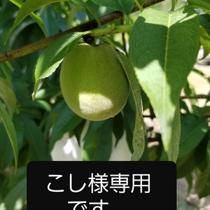 こし様専用です。