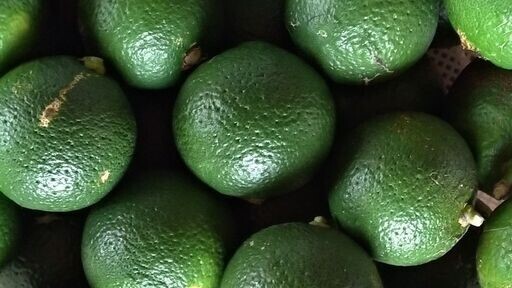 B級品 20kg】コンテナごとあなたへ届け！「タカミヤカボスのかぼす」