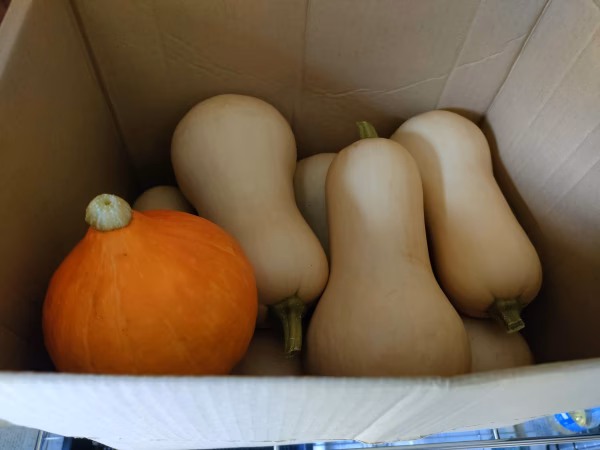 バターナッツかぼちゃ(コリンキー1個入)6.0kg農薬化学肥料不使用