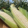【フルーツのように甘くてジューシー】ホワイトコーン20本