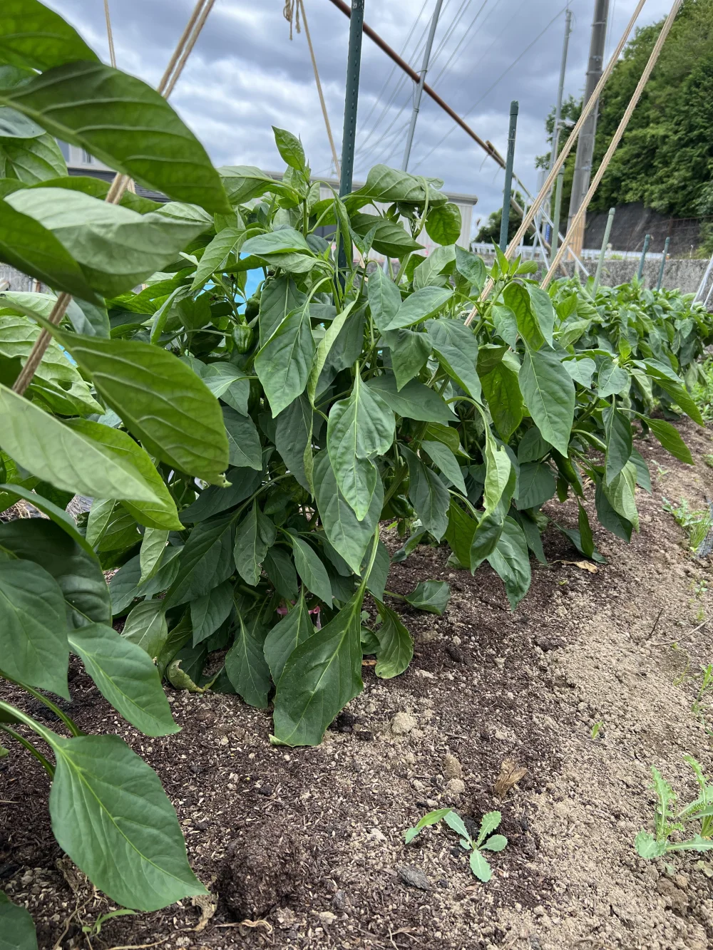 夏野菜！津山市産！ジャンボピーマン（2kg）
