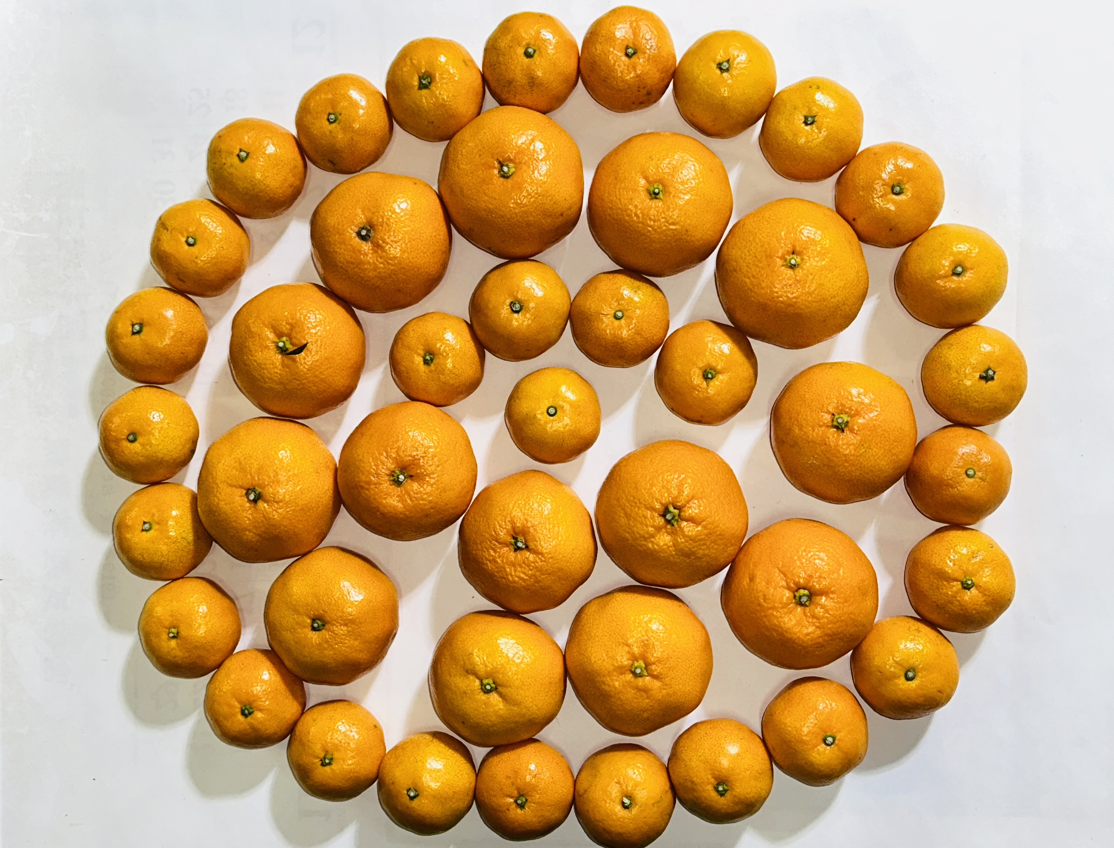 こたつみかん 〝親子deみかん〟 SSとLLサイズ混合 5kg箱込（わけあり