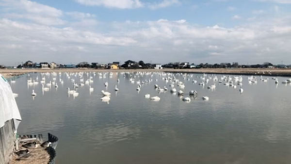 ★子供に食べさせたいお米 ●南流山・現地受渡し 新米コシヒカリ（白米）
