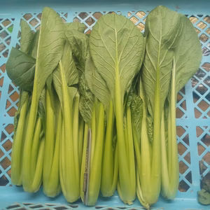 サイズミックス！コマツナたち！<常温便>