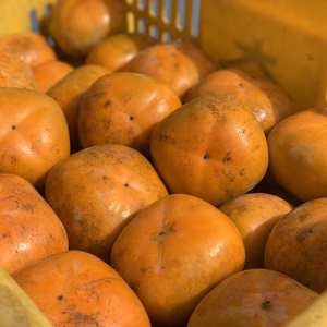 【123年の歴史】まつばら農園の種無し柿｜糖度16度保証｜訳ありアウトレット